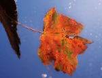 Feuille d'automne, Photo : Sylvain Beligon - PNG - 130.1 ko - 600×459 px